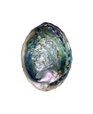 51304252520abalone252520shell2525206__35624.1646819143.1280.1280