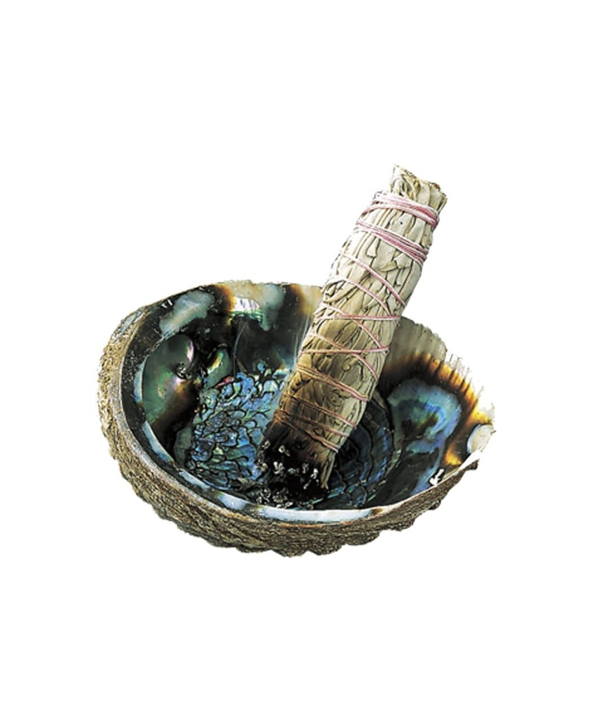 abalone252520with252520shell252520view__35302.1646819147.1280.12
