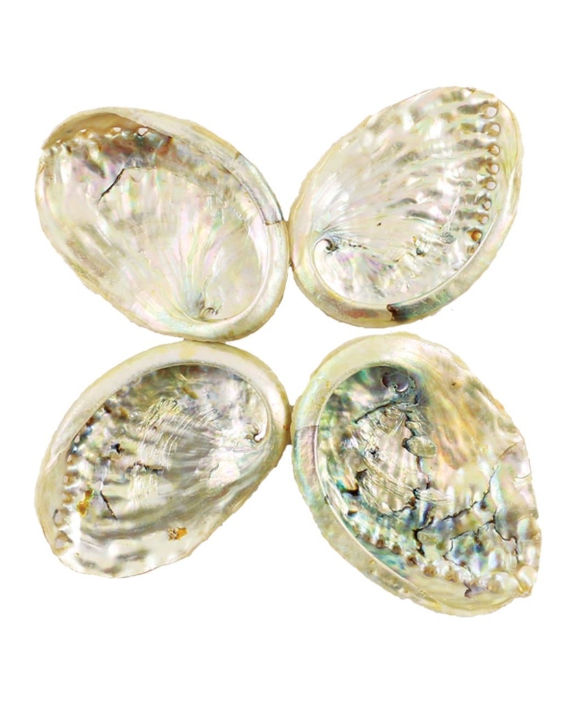 91379252520abalone252520shell2525204__01863.1646819142.1280.1280