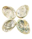 91379252520abalone252520shell2525204__01863.1646819142.1280.1280