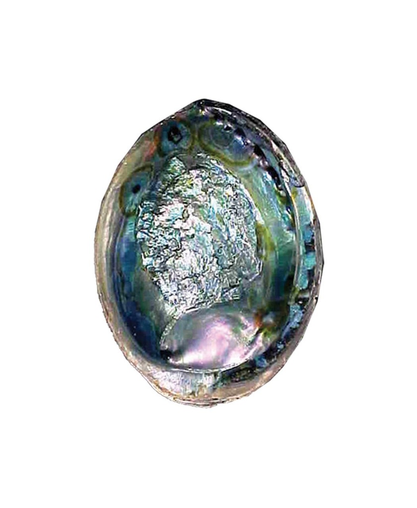 [51304] Green Abalone Shells – 5"-6"