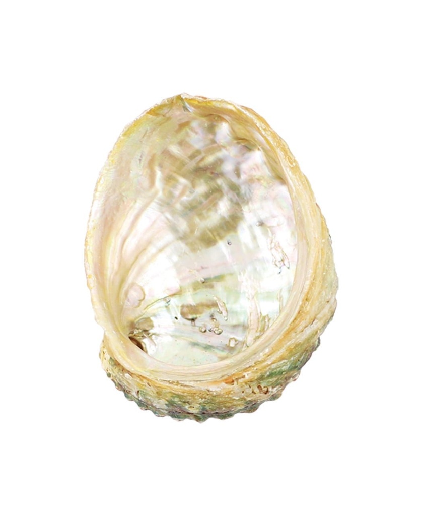 [51440] Threaded Abalone Shell – 4"-5"