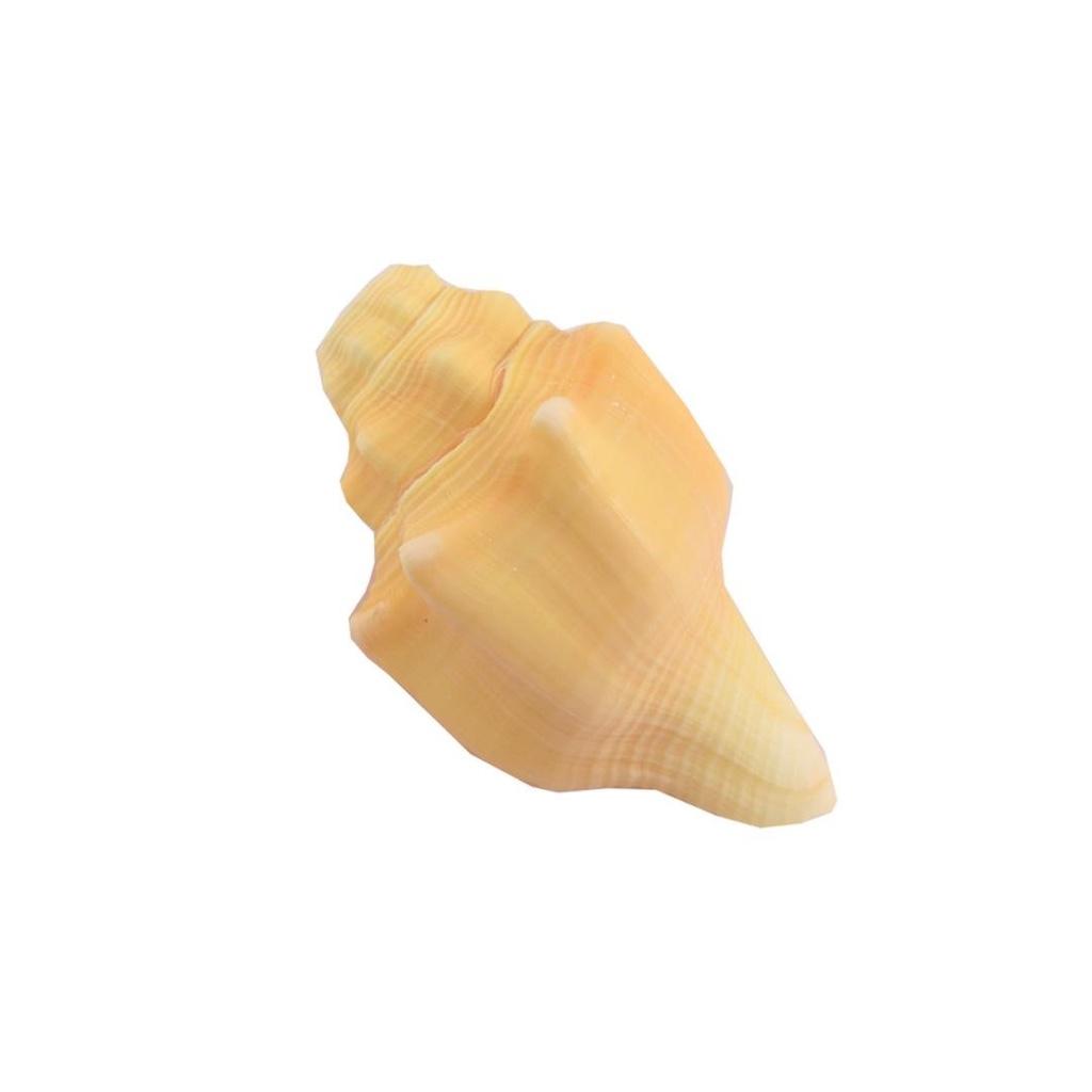 Shankh 7.5"